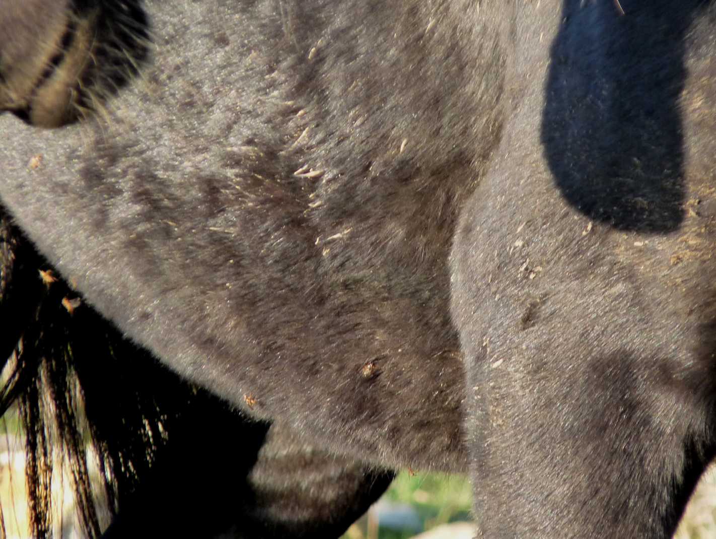 Cavallo tormentato da Hippoboscidae